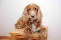 Fido