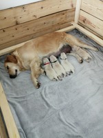 Štěňátka rostou jako z vody, mají 6 dní a váží už všichni přes 1Kg