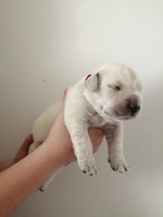 AMY, 1 týden, 1380g