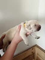 ARCHIE, 1 týden, 1330g.