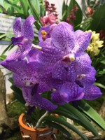 vystavované orchidee v Jihočeském muzeu