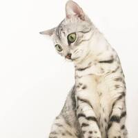 Cleopatra Yá Moasi,CZ