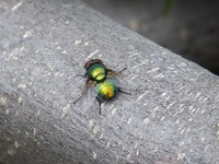 marjastus