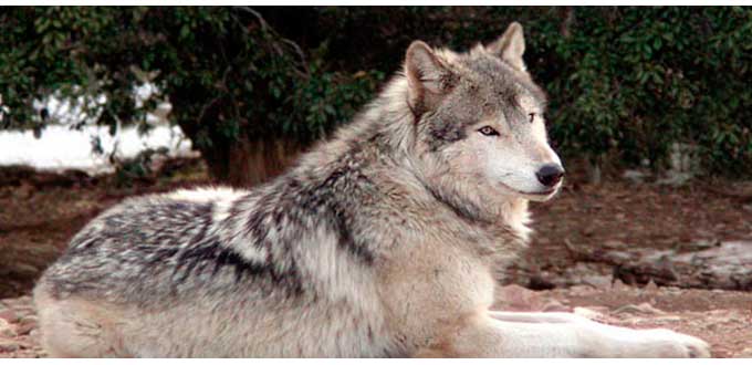 Lobo Gris Mexicano. :: Biodiversidad-de-flora-y-fauna-de-mexico-grupo5