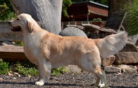Coopi