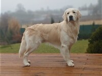 Ares
