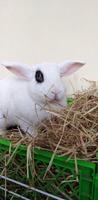 Sofía, coelhinha do Constanza (voluntária do Bunny Lovers)
