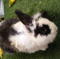 Descanse en paz, pequeño Palulo.