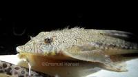 Hemiloricaria melini