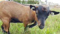 Hromnička