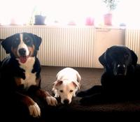 Appenzellka, jack russlice, labradorka
