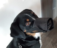 nylonový náhubek fixační se síťkou - pouze k veterináři