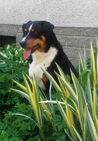 BARKY Czech Tricolor