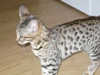 Savannah F6 SBT