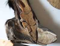 nejtěžší případ laminitis, kdy kopytní kost prorazila chodidlo. Jak vidíte, tohle ten kůň nepřežil