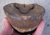 přední noha australského Brumby