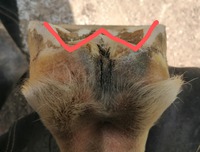Kopyto v procesu budování, asi 7.trim. Úprava Hana Kantorová
