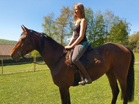 Kiwi, jument de sport de 4 ans