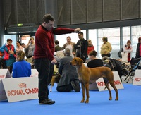 Třída mladých DUO CACIB Brno 4.-5.2.2017