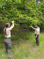Agentes forestales en la suelta de la avispa Torymus sinensis
