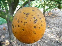 Naranja con la plaga de la mancha negra