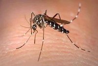 Axaragua inicia un plan de contención de mosquitos en las depuradoras de litoral de la comarca