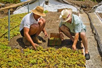 Agricultores tendiendo la uva pasa en los paseros para su secado - Facebook de Asociación Moscatel