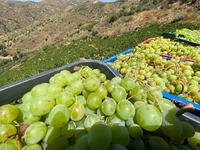 Uva Moscatel de Alejandría en la zona de la Axarquía - Consejo Regulador de las Denominaciones de Origen Málaga, Sierras de Málaga y Pasas de Málaga
