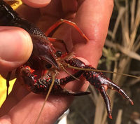 Imagen de un cangrejo rojo encontrado en el rio Maro (Nerja)