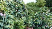 La producción de mango podría caer más del 25% previsto inicialmente