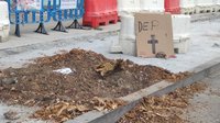 PSOE, Podemos e IU piden a Salado que paralice la tala de árboles en la Cala del Moral y que escuche a sus vecinos