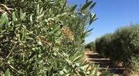 Imagen de un olivar