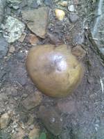 Od roku 2009 potkávám na své cestě srdíčka různého materiálu. Tohle, kamenné, si moc dobře pamatuji, bylo nádherně zaoblené a usazené v zemi. Když jsem se na to místo vydala po druhé, už jsem ho nenašla. To je příklad za všechny tajuplné okamžiky, které na svých cestách prožívám. Zpětná vazba, kterou jsem tehdy dostala byla úžasně posilující.