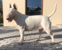 Cersei Dower “Dorotka”