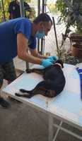 rescate perro