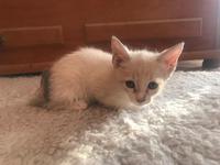 adopción GATO