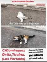 Gatos envenenados Tocina y Rosales