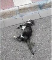 Gato envenenado Tocina