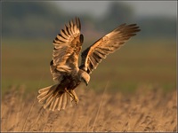 Bruinekiekedief (foto Dirk Boon)