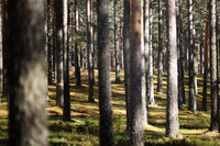 Jäkäläpeitteistä kangasmetsää