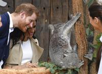 Harry és Meghan látogatása / Taronga Zoo, Sydney, Australia, Tuesday, Oct.16, 2018. Prince Dean Lewins/AP