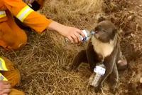 Koalát itat egy tűzoltó AP/Australia