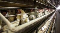 Csirkefarm az Egyesült Államokban, Iowában - Szerzői jogok Charlie Neibergall/Copyright 2019 The Associated Press. All rights reserved.