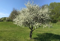 100-tals blommande buskar och träd har sågats ner. De räknas inte ens som träd. Detta vackra 25-åriga slånbärsträd till exempel.