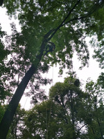 Ořez parkových dřevin - Fraxinus