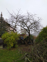 Revitalizace zahrady, prosvětlení koruny, střih ovocných stromků. Velká Bystřice