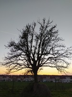 Péče o starou hrušeň, při podzimním slunci. Přáslavice