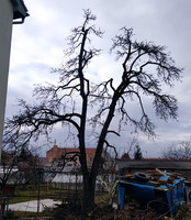 Ořez staré hrušně, ovocné stromy Prostějov.