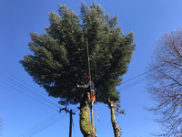 Rizikové kácení smrku v elektrických drátech.