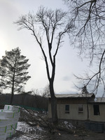 Kácení 30m jasanu, Vrbno p. Pradědem Karlovice.